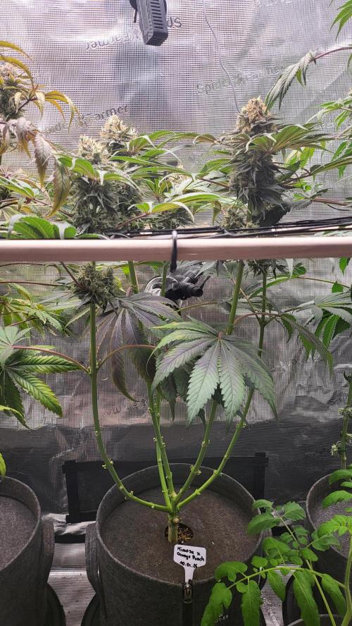 Blueberry, Orange and Dolato yum. Week 14 - Mimosa X Orange Punch