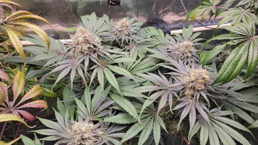Blueberry, Orange and Dolato yum. Week 14 - Mimosa X Orange Punch