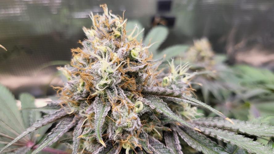 Blueberry, Orange and Dolato yum. Week 14 - Mimosa X Orange Punch