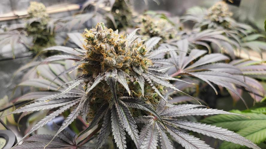Blueberry, Orange and Dolato yum. Week 15 - Mimosa X Orange Punch