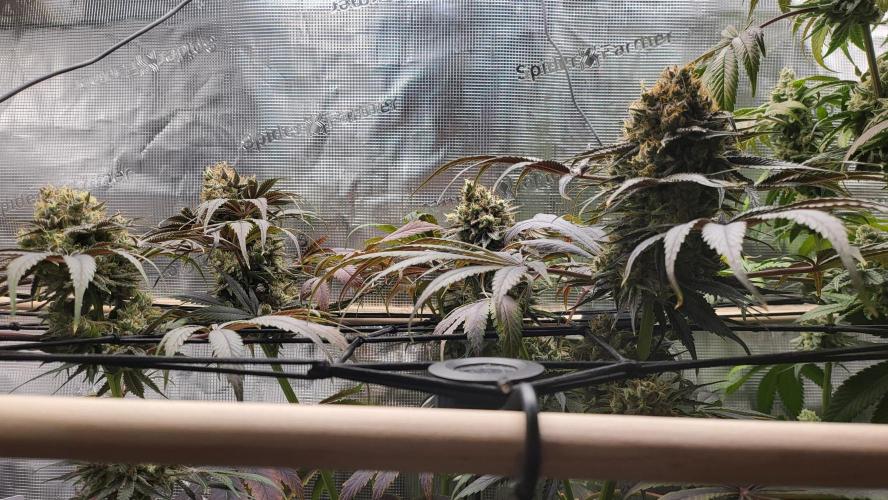 Blueberry, Orange and Dolato yum. Week 15 - Mimosa X Orange Punch