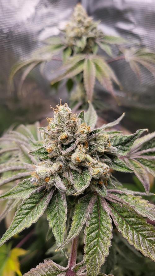 Blueberry, Orange and Dolato yum. Week 15 - Dolato S1