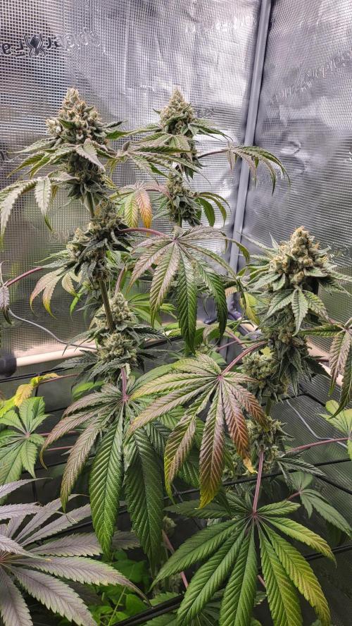 Blueberry, Orange and Dolato yum. Week 15 - Dolato S1