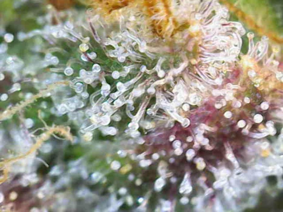 Blueberry, Orange and Dolato yum. Week 14