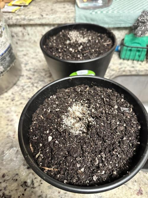 Orange Creampop (Humboldt Seed Company). Week 0 - Germinated in soil with mykos to promote root growth 