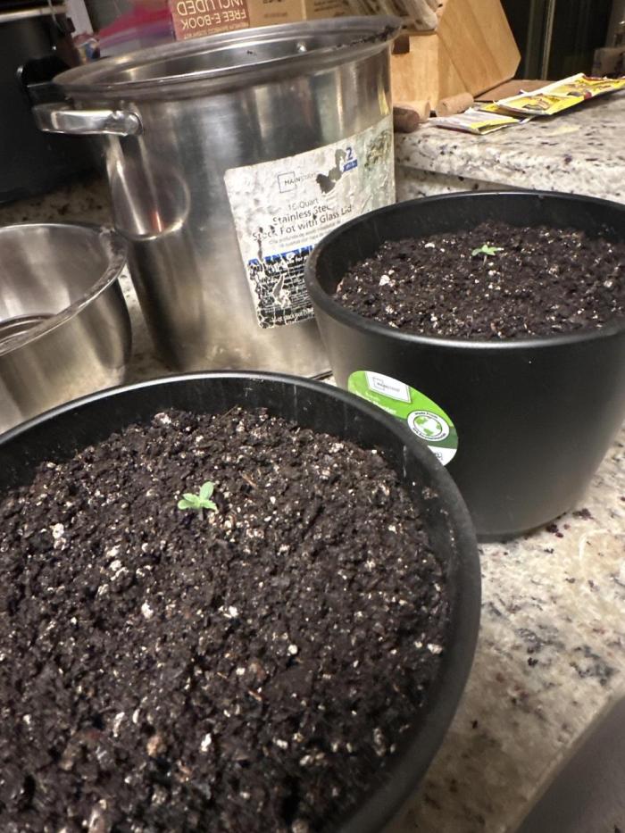 Orange Creampop (Humboldt Seed Company). Week 1 - Seedlings were 1.5” - 2” before I buried them up to the cotyledons 