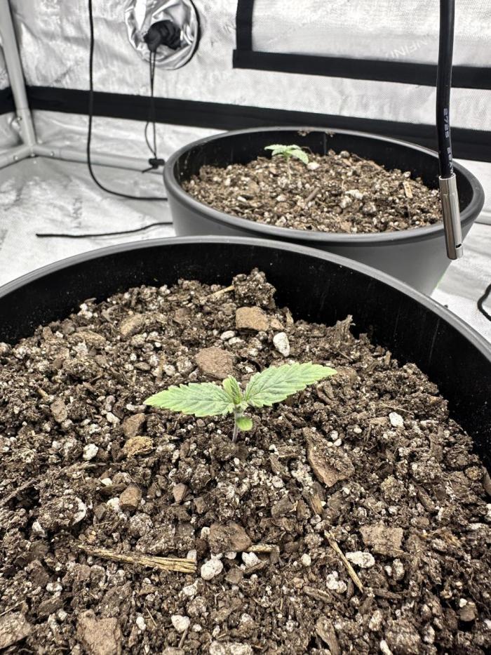 Orange Creampop (Humboldt Seed Company). Week 2 - Going good! Started to get more confident it would succeed 