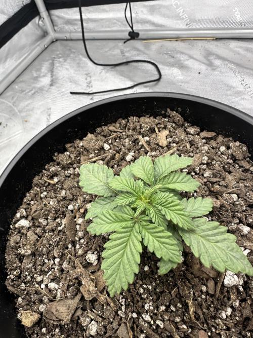 Orange Creampop (Humboldt Seed Company). Week 3 - Now very confident in this grow. Easily the farthest I’ve ever been in a grow