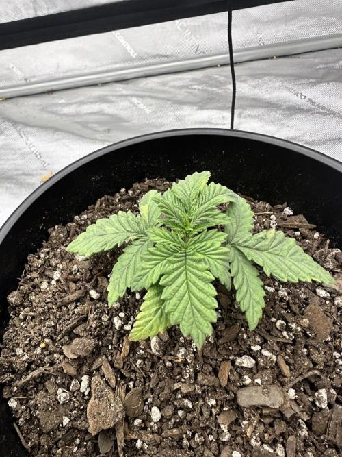 Orange Creampop (Humboldt Seed Company). Week 3 - I want to clone! 