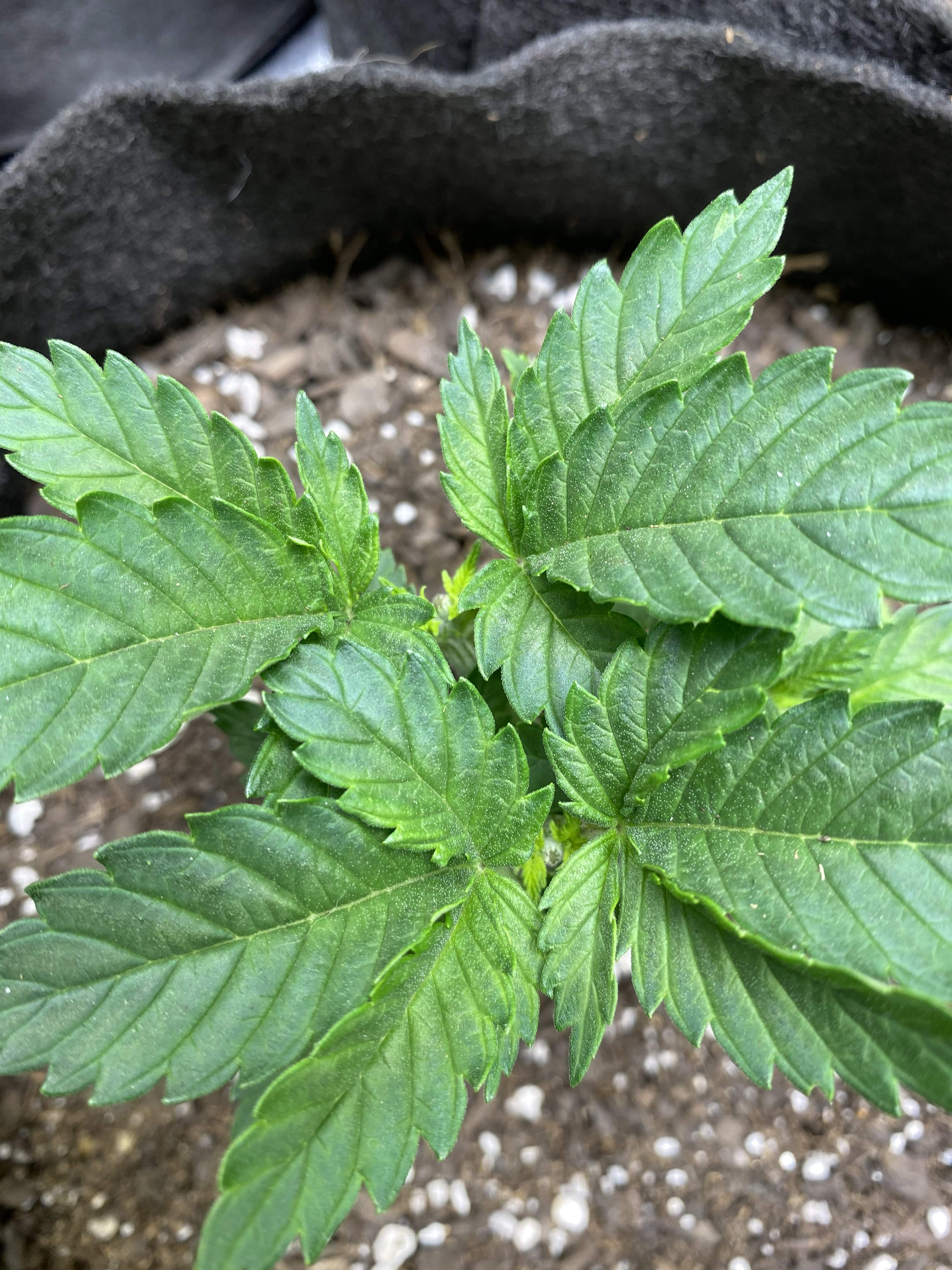 ILGM Blackberry Kush grow diary (journal) week4 by Youngbuds1 GrowDiaries