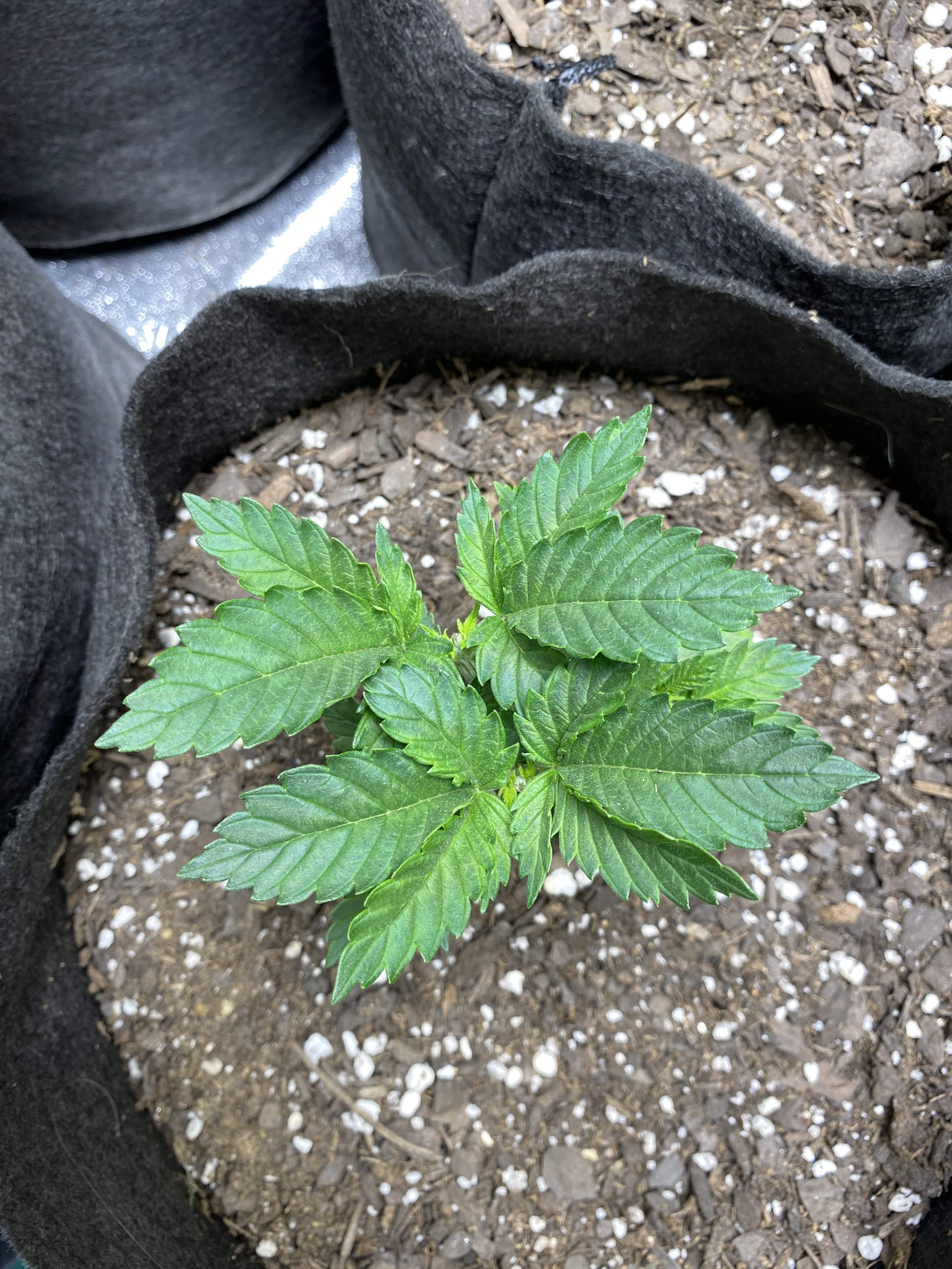 ILGM Blackberry Kush grow diary (journal) week4 by Youngbuds1 GrowDiaries