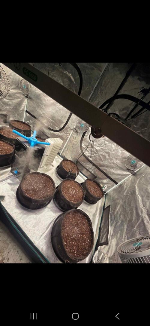 Auto fastbuds. Week 0