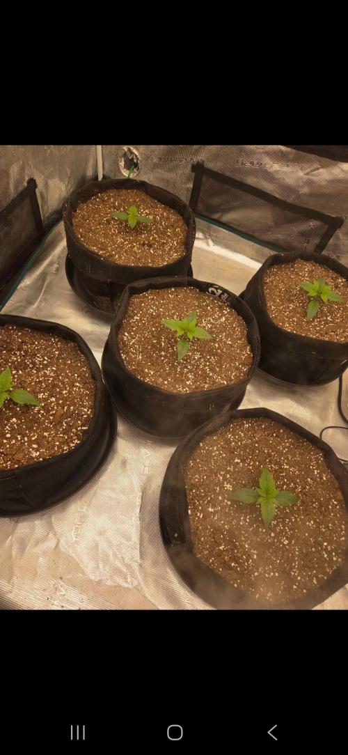 Auto fastbuds. Week 2