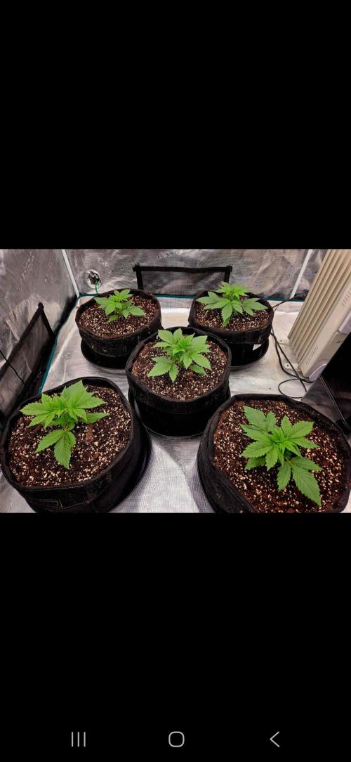 Auto fastbuds. Week 3