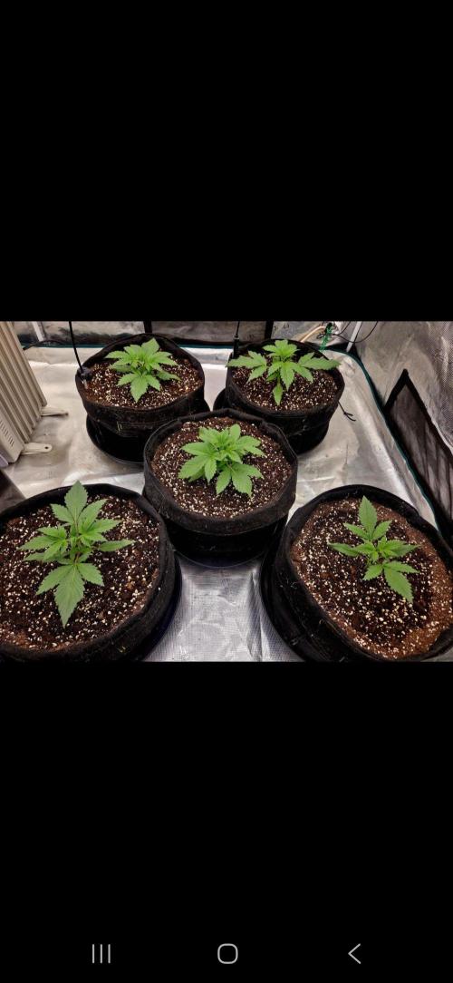 Auto fastbuds. Week 3