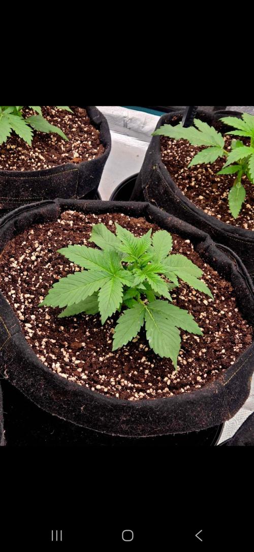 Auto fastbuds. Week 3