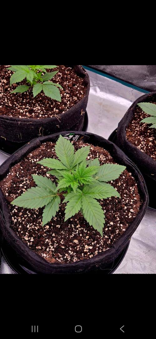 Auto fastbuds. Week 3