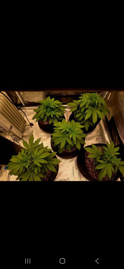 Auto fastbuds. Week 4