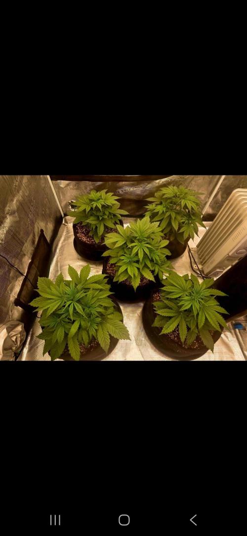 Auto fastbuds. Week 4