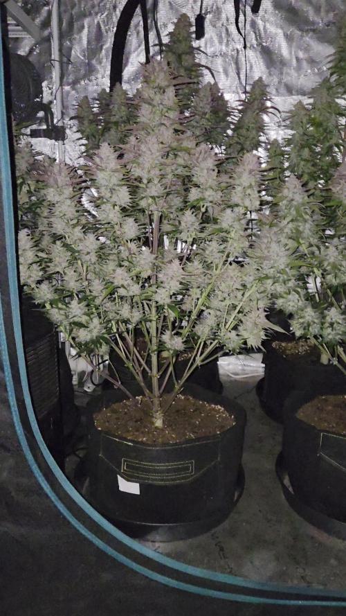Auto fastbuds