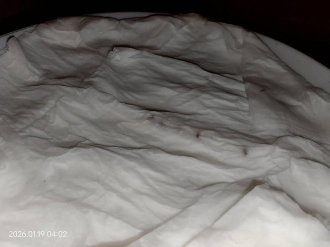 Dr. Greentumb growdiaries. Week 0 - germination 5*LSD-25 Auto+California sour diesel