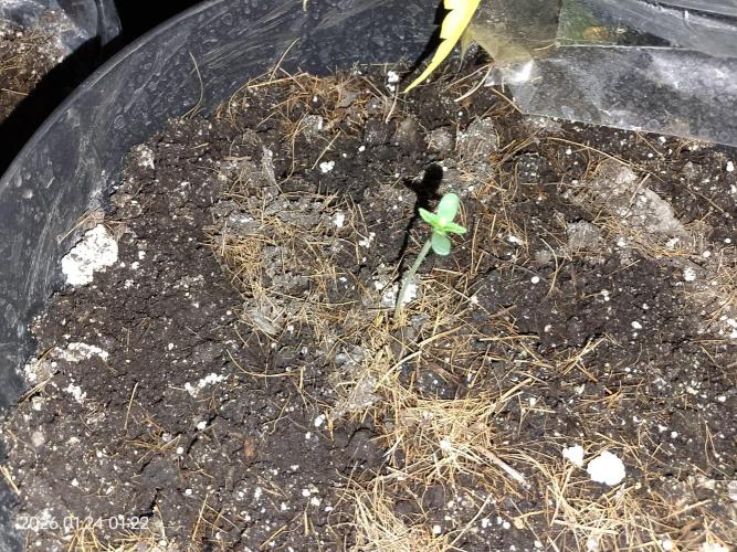 Dr. Greentumb growdiaries. Week 0