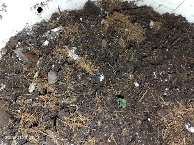 Dr. Greentumb growdiaries. Week 0