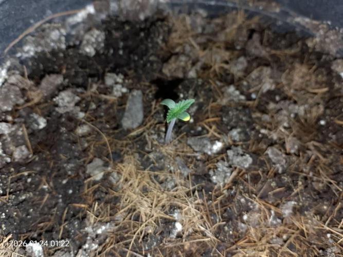 Dr. Greentumb growdiaries. Week 0