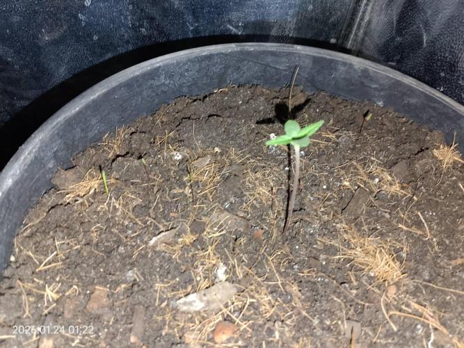 Dr. Greentumb growdiaries. Week 0