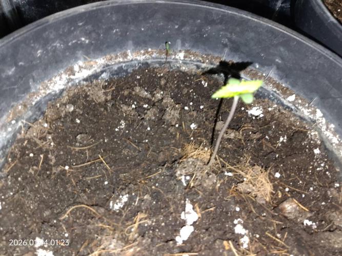 Dr. Greentumb growdiaries. Week 0