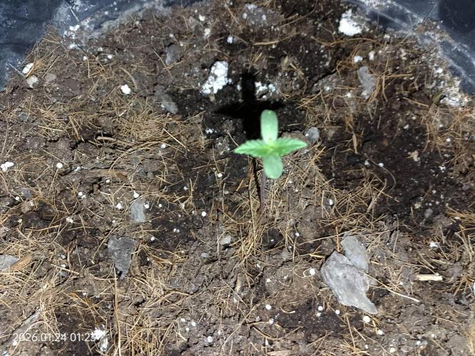 Dr. Greentumb growdiaries. Week 0