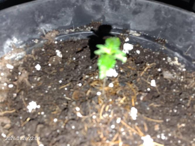 Dr. Greentumb growdiaries. Week 0