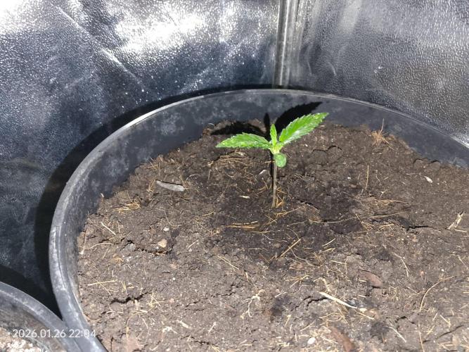 Dr. Greentumb growdiaries. Week 0