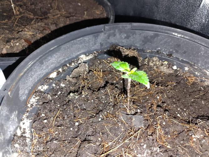 Dr. Greentumb growdiaries. Week 0
