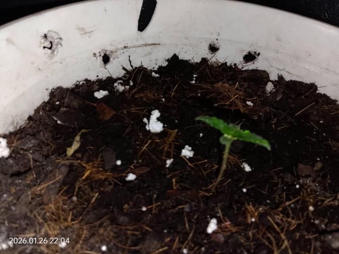 Dr. Greentumb growdiaries. Week 0