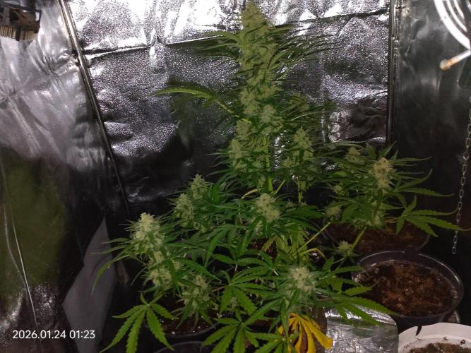 Dr. Greentumb growdiaries. Week 0