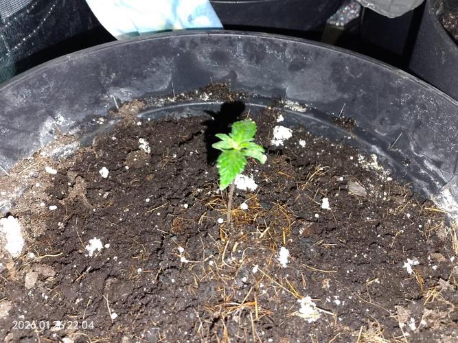 Dr. Greentumb growdiaries. Week 1