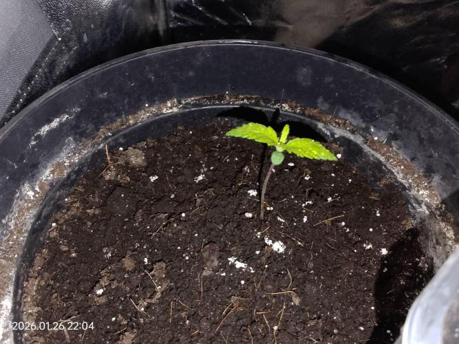 Dr. Greentumb growdiaries. Week 1