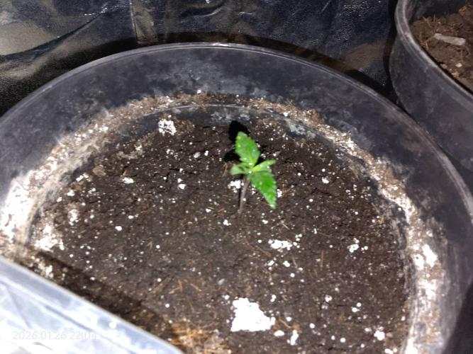 Dr. Greentumb growdiaries. Week 1