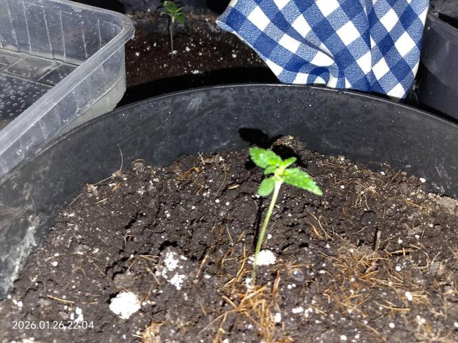 Dr. Greentumb growdiaries. Week 1