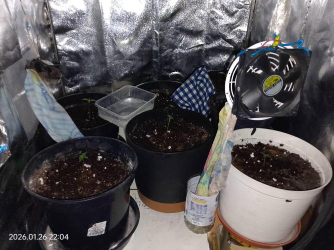 Dr. Greentumb growdiaries. Week 1