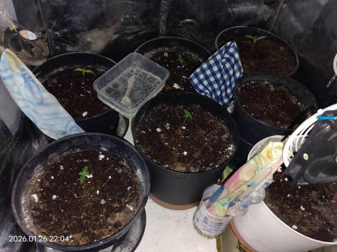 Dr. Greentumb growdiaries. Week 1