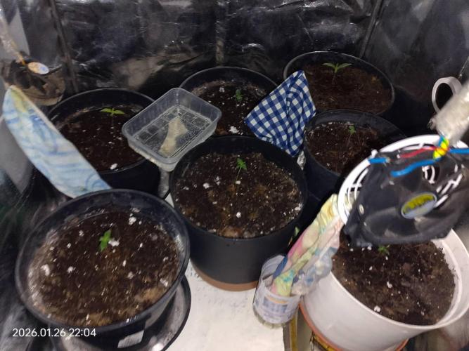 Dr. Greentumb growdiaries. Week 3