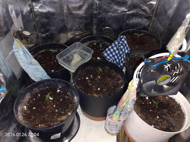 Dr. Greentumb growdiaries. Week 3