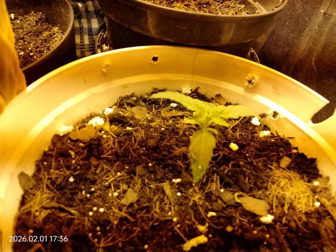 Dr. Greentumb growdiaries. Week 3