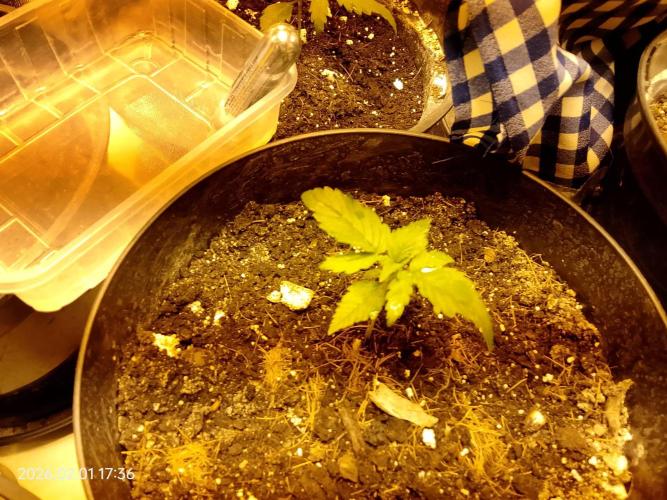 Dr. Greentumb growdiaries. Week 3