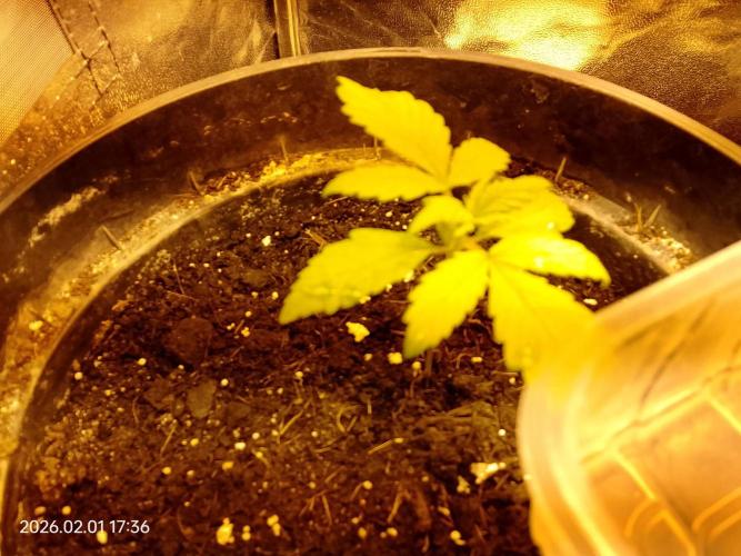 Dr. Greentumb growdiaries. Week 3