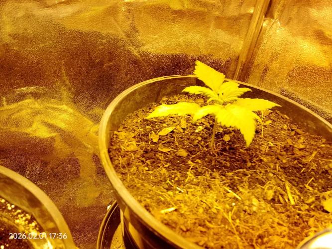 Dr. Greentumb growdiaries. Week 3