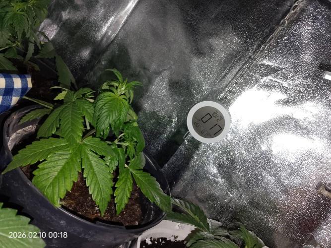 Dr. Greentumb growdiaries. Week 3