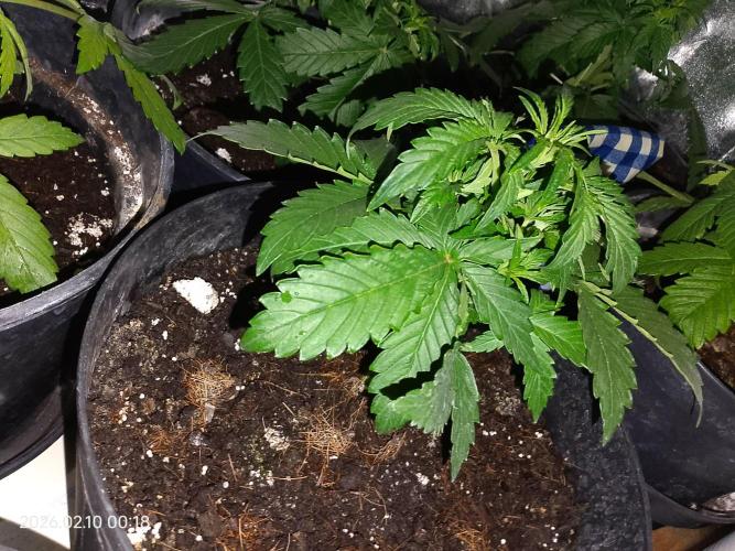 Dr. Greentumb growdiaries. Week 3